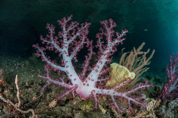 Soft Coral Colony 2