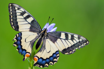 Papilio machaon