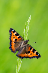 Small Tortoiseshell