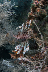 Lionfish 2