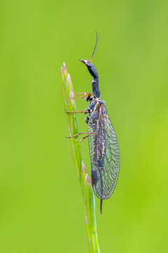 Phaeostigma notata