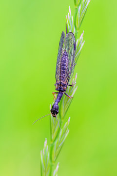 Phaeostigma notata
