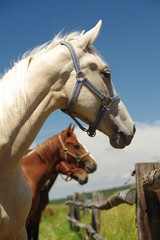 Obraz premium horses portrait 2