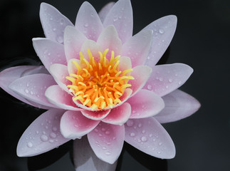 Water Lily