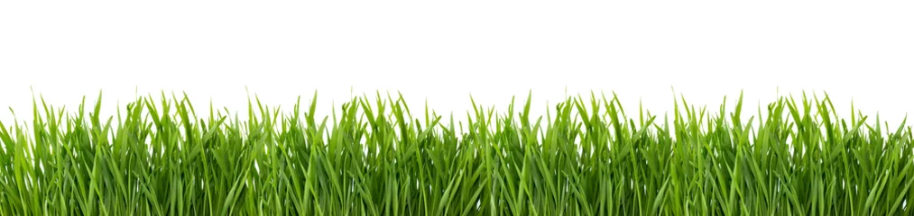 Fotobehang Groen gras geïsoleerd op een witte achtergrond. © REDPIXEL