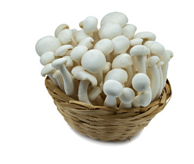 Enokitake mushrooms on white background