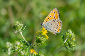 Common Blue butterfly on a wild flower