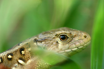 Fototapeta premium Lizard hiding in the grass