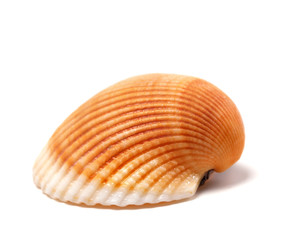 Seashell isolated on white