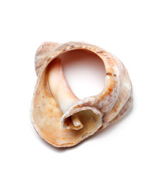Broken rapana shell