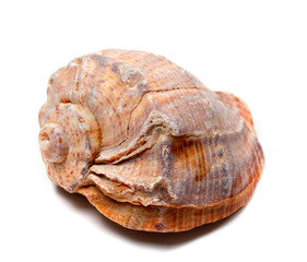 Rapana shell