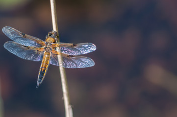Libelle 3