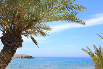 Fototapeta na wymiar Seascape with blue sky, sea and palm trees