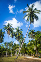 Fototapeta premium Path with palms in jungle forest. Thailand Koh Phangan