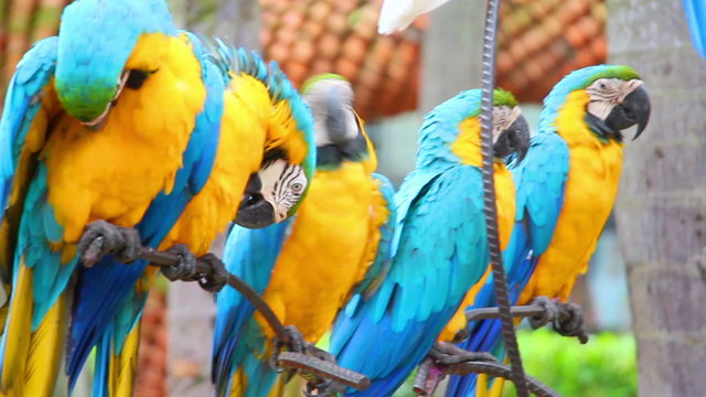 group of shouting colorful parrot macaw