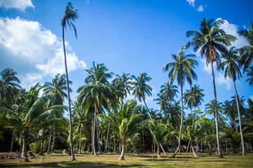 Fototapeta na wymiar Background of tropical jungle on Koh Phangan