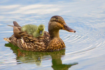 Baby duck