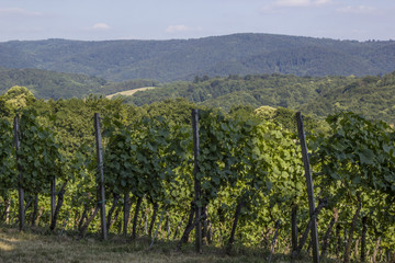 vineyard