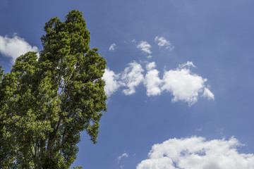 Obraz premium tree with blue sky