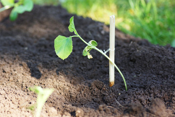 Seedling zucchini in the garden.