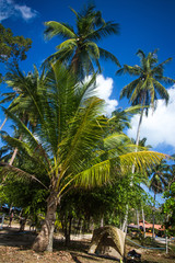 Fototapeta na wymiar Path with palms in jungle forest. Thailand Koh Phangan