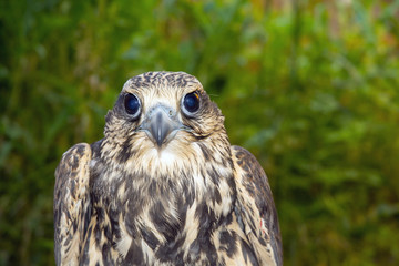 Saker falcon (Falco cherrug)