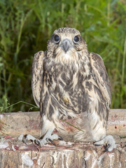 Saker falcon (Falco cherrug)