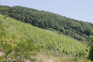 vineyard