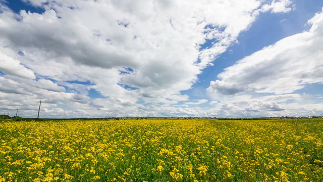 Beautiful Yellow Oilseed Rape Flowers in the Field, panoramic