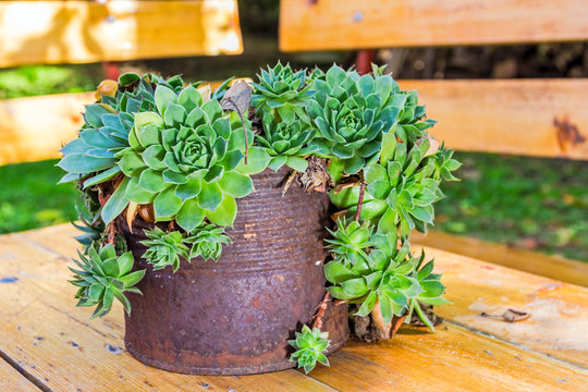 Succulent Plant Container Garden