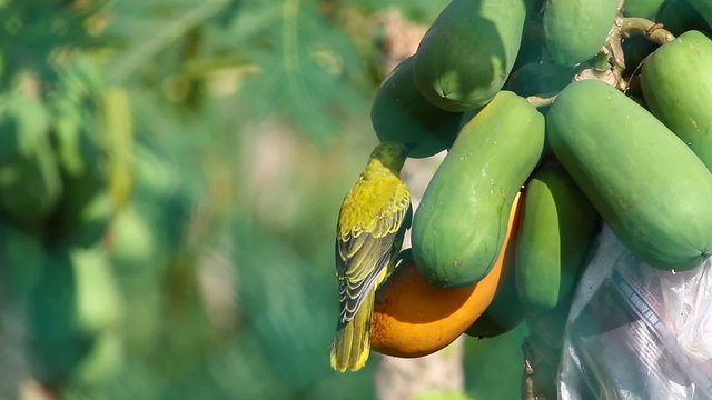 Black Naped Oriole Feeding