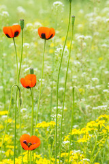 Red field poppies on the meadow