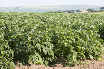 Fototapeta na wymiar Potato plants growing on farmland in Devon England UK
