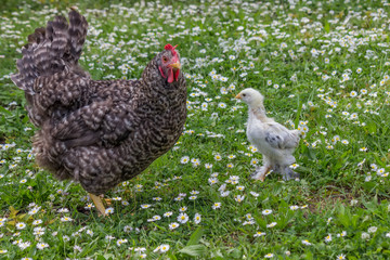 Chicken and mother in the green grass