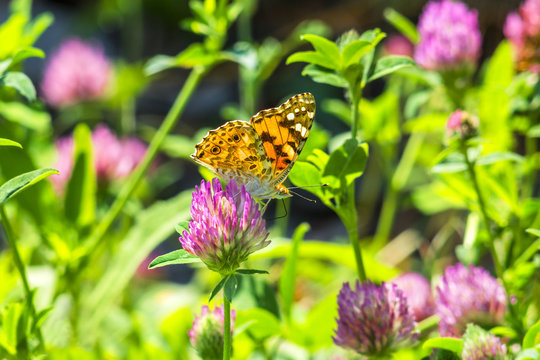 Beautiful butterfly on a clover flower, backlit