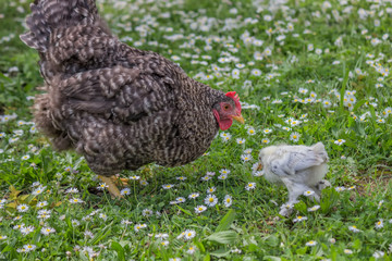 Chicken and mother in the green grass 2
