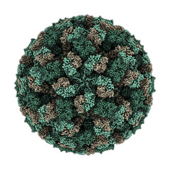 Feline calicivirus capsid. Causes a viral disease in cats. © molekuul.be