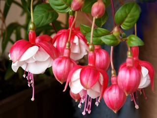 flowers of fuchsia
