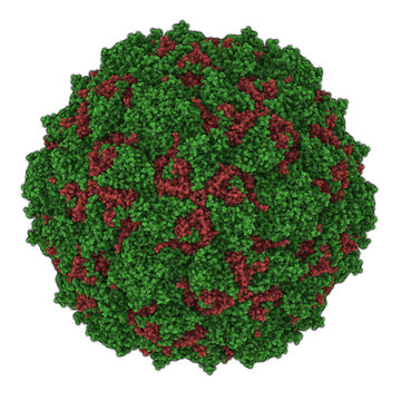 Poliovirus Type 3 Sabin. Virus That Cause Poliomyelitis (polio).