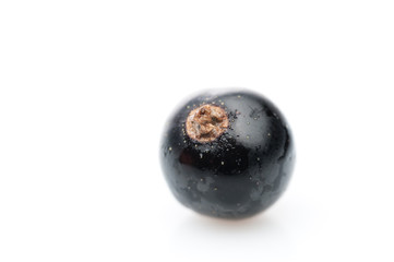 one black currant berry