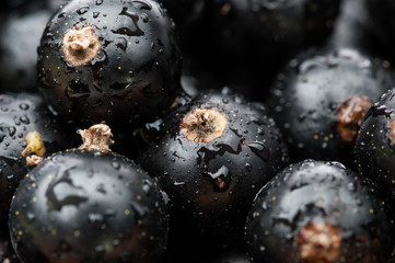 black currant background