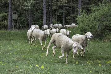 auf gehts im Galopp durch den Tag