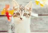 Kitten among paper bows