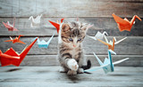 Kitten is playing with paper cranes