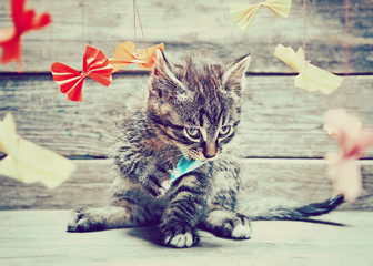 Naklejka premium Little kitten is playing with colorful paper bow