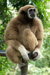 Fototapeta premium gibbon