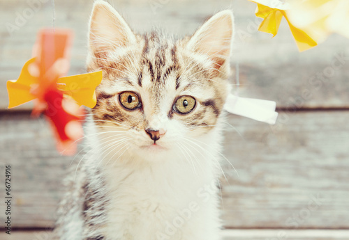 Kitten among paper bows