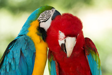 Macaws parrots