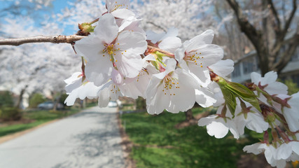 closeup of cherry blossom flowers 