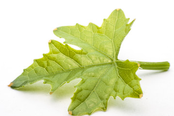 Bitter Leaf  gourd